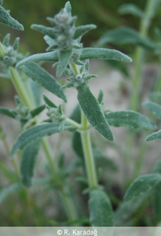 Three-leafed sage