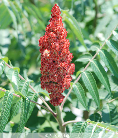 Staghorn Sumac