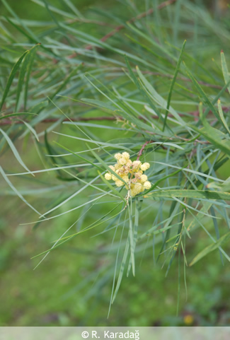 Caesalpinia