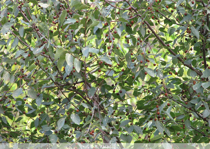 Anatolian Buckthorn