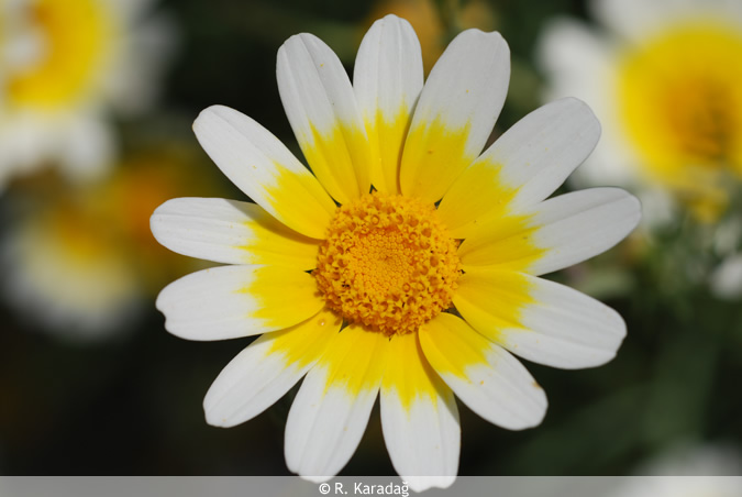 Chrysanthemum