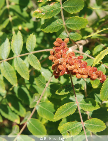 Sicilian sumac