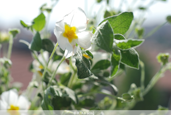 Garland flower