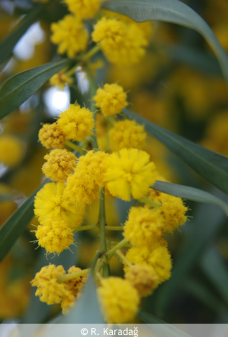 Goat's rue