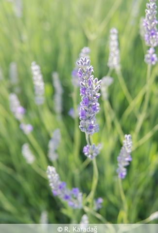 Lavandula Sp.