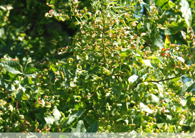 Turpentine Tree