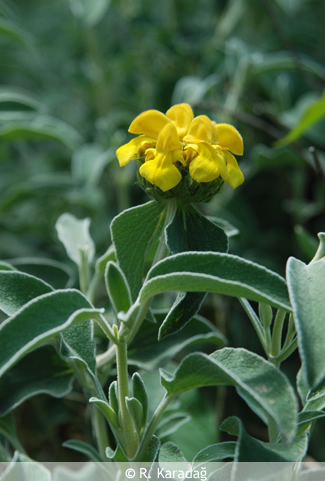 Phlomis sp.