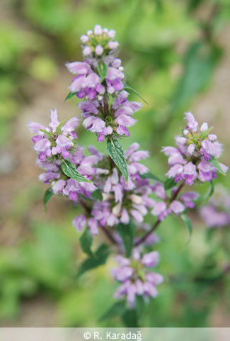 Phlomis rigida