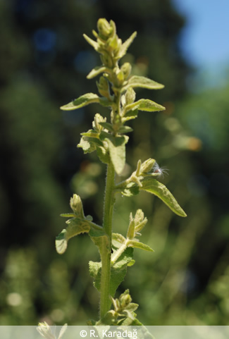 Showy mullein