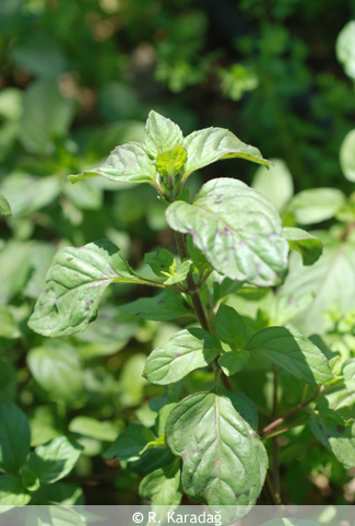 Water mint