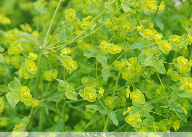 Pear routet spurge