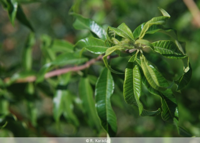 Lemon Verbena