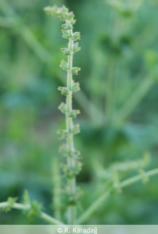 Red-Topped Sage