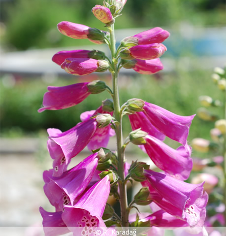 Digitalis