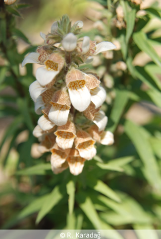 Woolly Foxglove